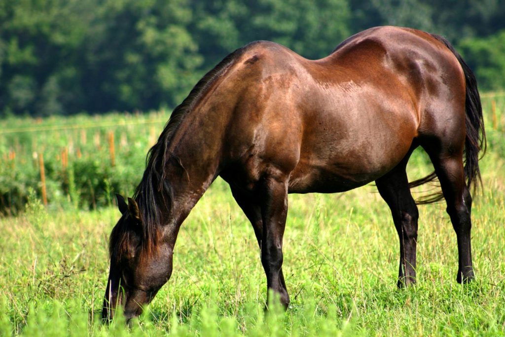 Grass Sickness In Your Horse