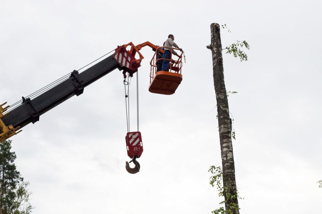 Tree Protection