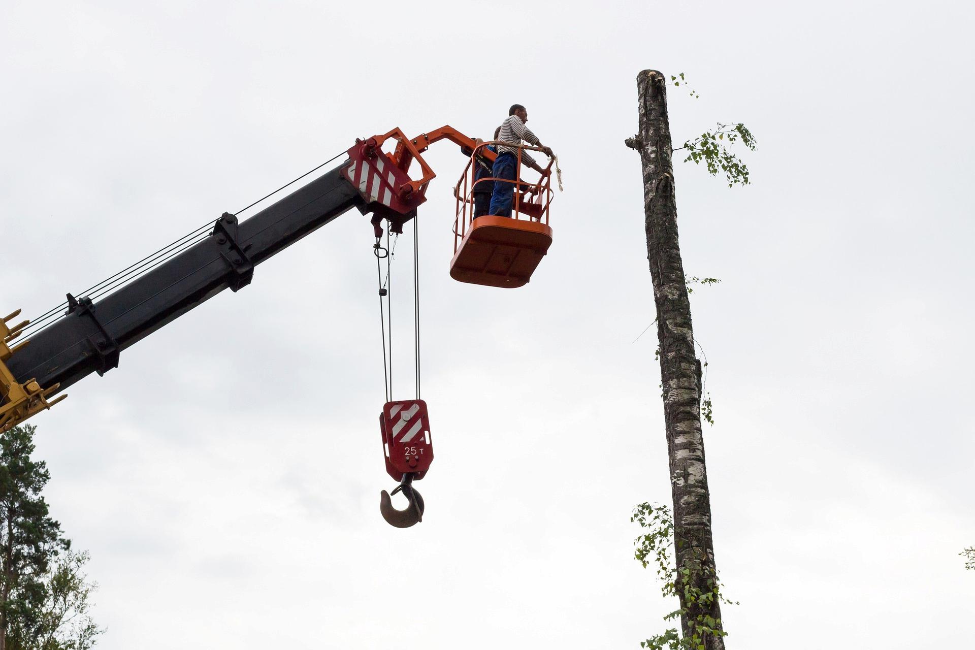 Tree Protection